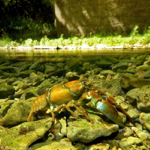signal crayfish (Pacifastacus leniusculus), testing Nikon... by Mathieu Foulquié 